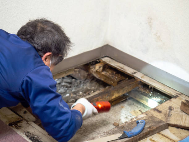 Why You Should Choose Our Mold Remediation Services in Glencoe, FL